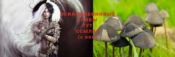 дурь Карпинск